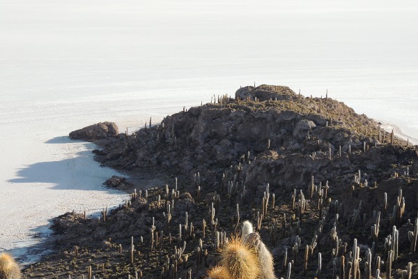 isola di incahuasi con cactus giganti e le saline di uyuni sullo sfondo