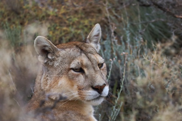puma nella savana puma nascosto nella boscaglia