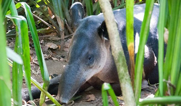 Tapiro nel Corcovado Un tapiro a riposo nel Corcovado