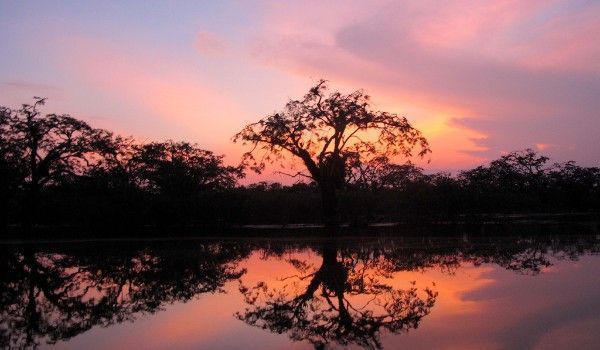 Tramonto a Cuyabeno Paesaggio rosa al tramonto con gli alberi riflessi nell’acqua del fiume
