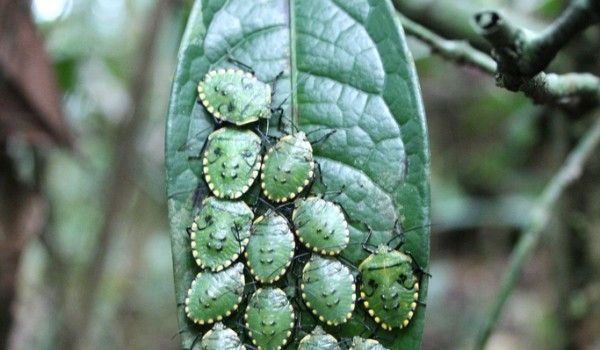insetti sul fiume Cuyabeno insetti verdi su una foglia medicinale a Puerto Bolívar