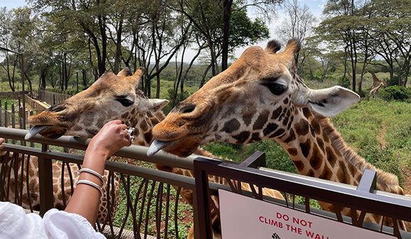 Centro Giraffe di Nairobi