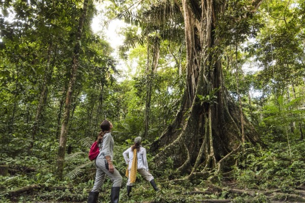 alberi giganti di "Avatar