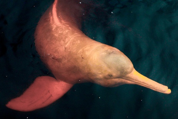 delfino rosa nel fiume Yanayacu
