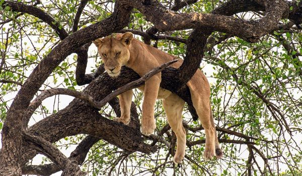 leone sull'albero del serengeti
