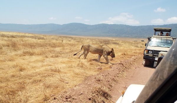 leone in jeep nel tour di ngorongoro