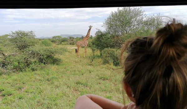 viaggiatore che ammira una giraffa dalla jeep nel serengeti