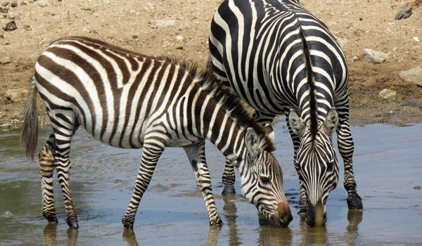 Avvistamento di zebre che bevono a ngorongoro