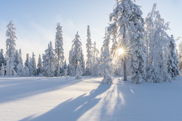 Foresta di neve di Rovaniemi Paesaggio forestale innevato con i raggi del sole