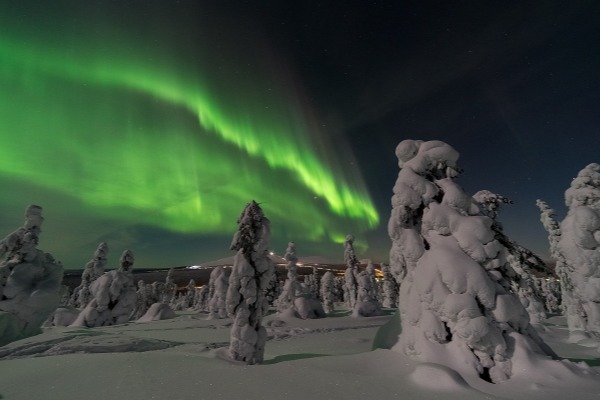 alberi innevati con un'intensa aurora boreale nel cielo