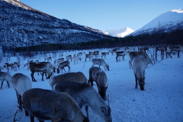 branco di renne al pascolo nella neve