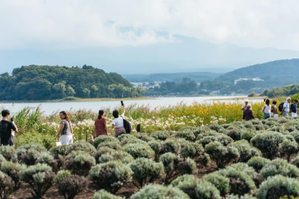 Campi di fiori nel Parco Oishi, di fronte al lago Kawaguchiko, durante l'escursione al Monte Fuji da Tokyo Persone che passeggiano lungo sentieri circondati da cespugli e fiori nel Parco Oishi, in riva al lago Kawaguchiko.